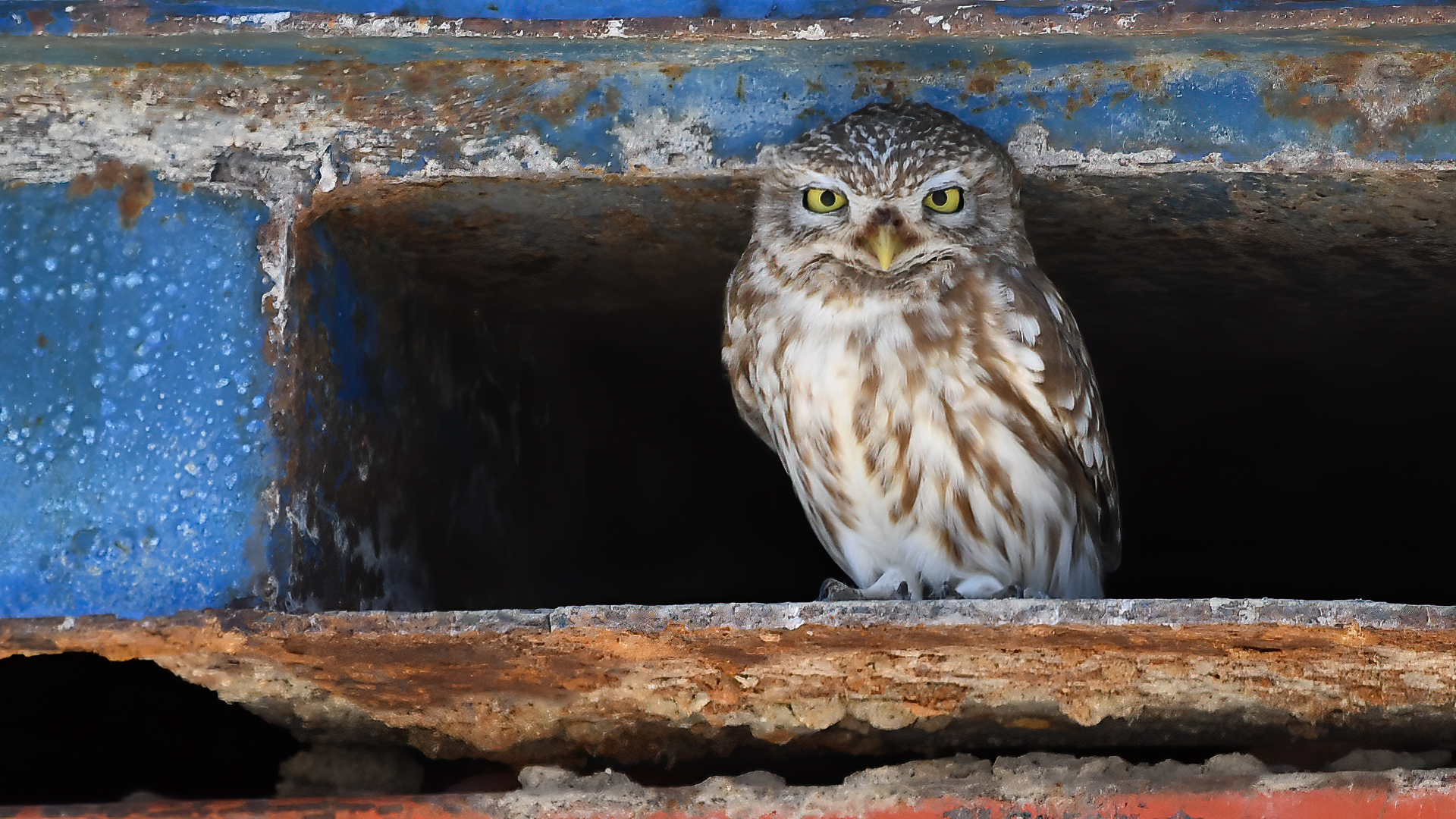 Little Owl